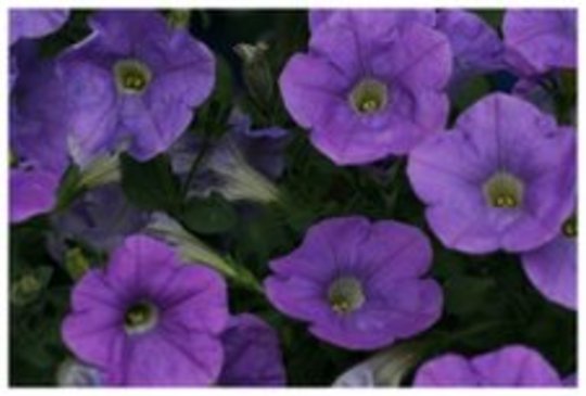 petunias