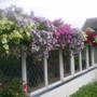 The_patch_883