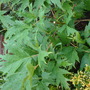Unknown plant leaves