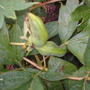 Unknown plant pods