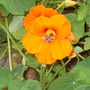 Bee_in_nastersium