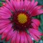 Gaillardia