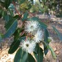 Eucalyptus calophylla