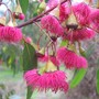 Eucalyptus leucoxylon