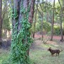 Eucalyptus patens