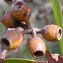Eucalyptus patens
