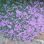 Thymus serpyllum