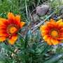 gazania