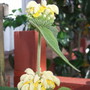 Phlomis