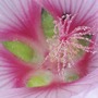 A garden flower photo