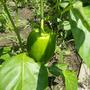 Green Peppers getting bigger