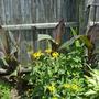 Cannas are getting taller