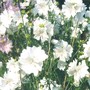 Sidalcea