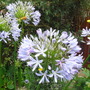 Agapanthus. (Agapanthus africanus (African blue lily))
