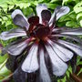 Purple tree Aeonium. July 22nd 2008.