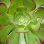 Aeonium  'Blushing beauty'
