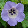 Nicandra