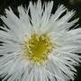 Leucanthemum Aglaia.