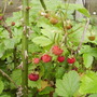 Alpine Strawberry fruits 07.08 (Fragaria vesca (Vistabile))