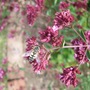 Origanum