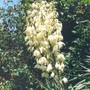 yucca flowers (Yucca gloriosa (Spanish dagger))