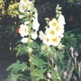 hollyhocks