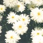 Leucanthemum x superbum (Shasta daisy)