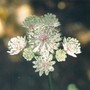 astrantia (Astrantia major (Masterwort))