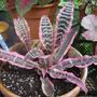 Bromelia - " Nivea "