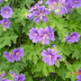 hardy geranium