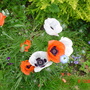 oriental poppies