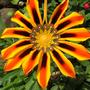 Gazania 