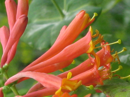 Dropmore Scarlet Honeysuckle