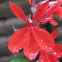 Lobelia2