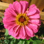 Zinnia elegans