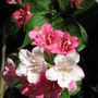 weigela (Weigela florida (Weigela))