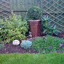 buxus (Buxus sempervirens (Common box))