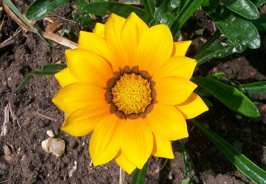 Yellow Gazania (Gazania)