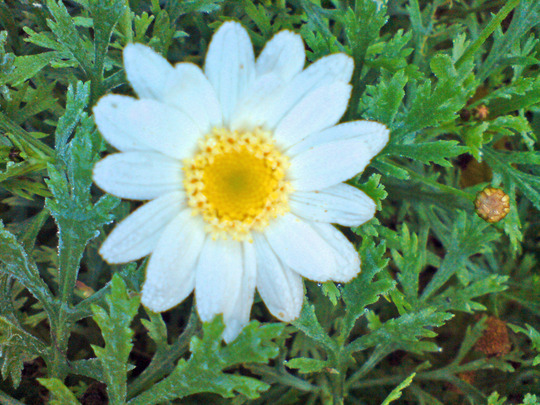marguerite - yellow/white (argyranthemum)