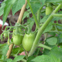 Martinosroma_green2