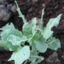 Romanesco Broccoli (Brassica oleracea (Italica) (Broccoli))