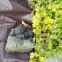 Creeping Jenny in flower 07.08 (Lysimachia nummularia)