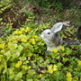 Creeping Jenny surrounding Bunny ornament 07.08 (Lysimachia nummularia)