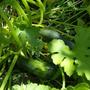 Zuchni