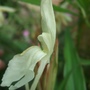 Roscoea