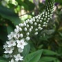 Lysimachia_clethroides