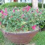Pink bouganivillea in urn (El Salvador)