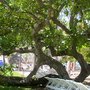 Old tree by the beach. 