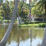 More palms and man-made lakes. 