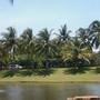 Rows of coconut trees. 